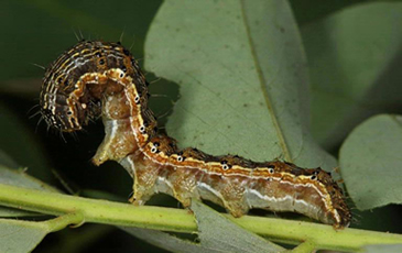 Cotton Bollworm (Helicoverpa armigera)