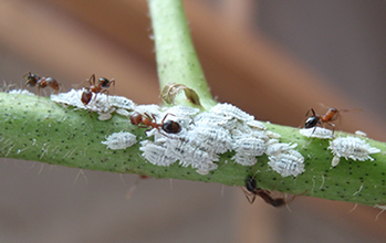 Mealybug on cotton plant as tended by ants